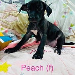 Photo of Peach, adoptable Labrador Retriever Mutt in EAST FALMOUTH, Massachusetts