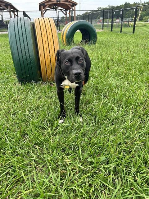 Photo of Scooter, adoptable Labrador Retriever in Winter Haven, Florida