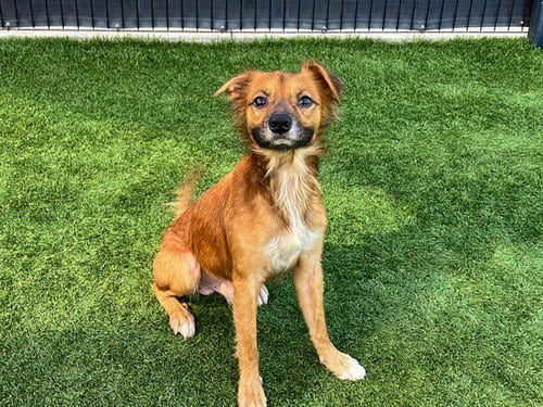 Photo of Jimmy Bones, adoptable Chihuahua in Orange, California
