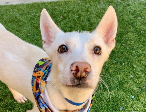 Photo of Buster, adoptable American Eskimo Dog in Moreno Valley, California