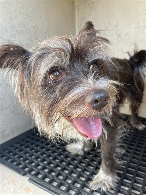 Photo of Stray Hold, adoptable Yorkshire Terrier Yorkie in Killeen, Texas