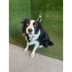 Photo of Maya, adoptable Border Collie in Lancaster, California