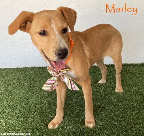 Photo of Marley, adoptable Labrador Retriever in San Diego, California
