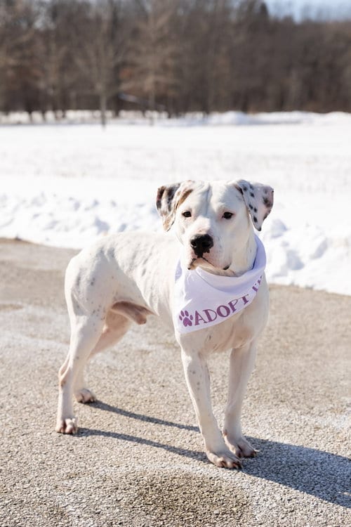 Photo of Everest, adoptable Pit Bull Terrier in Crete, Illinois