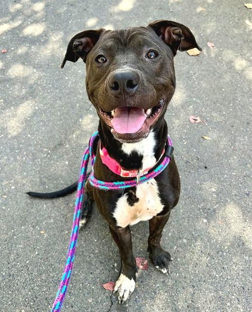 Photo of Skeet Ulrich, adoptable Pit Bull Terrier in Sacramento, California