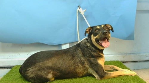 Photo of Lady-Sally, adoptable Rottweiler in Gardena, California