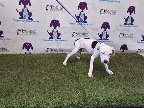 Photo of A604439, adoptable Pit Bull Terrier in Orlando, Florida