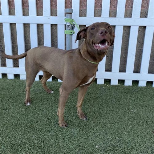 Photo of Hazel, adoptable Labrador Retriever in Modesto, California