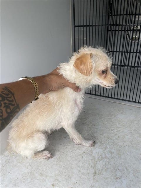 Photo of Senior Border Terrier, adoptable Border Terrier in Houston, Texas