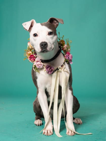 Photo of Pickle Pack, adoptable dog in Atlanta, Georgia