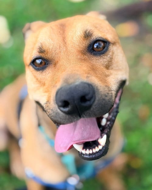 Photo of Charlie, adoptable Labrador Retriever in Pompano Beach, Florida