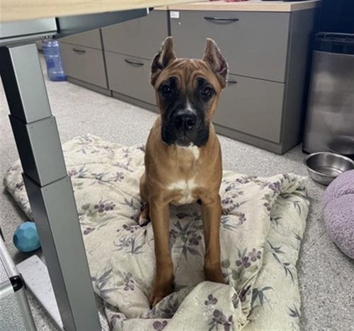 Photo of Annie, adoptable Cane Corso Mastiff in Sacramento, California