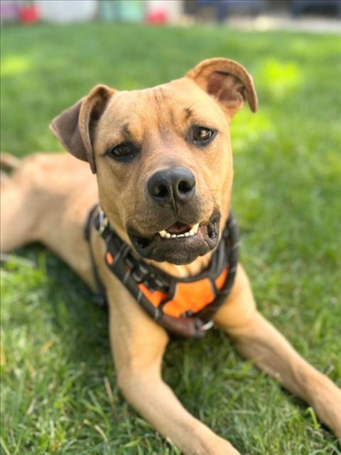 Photo of Pichu, adoptable Pit Bull Terrier in Woodland, California