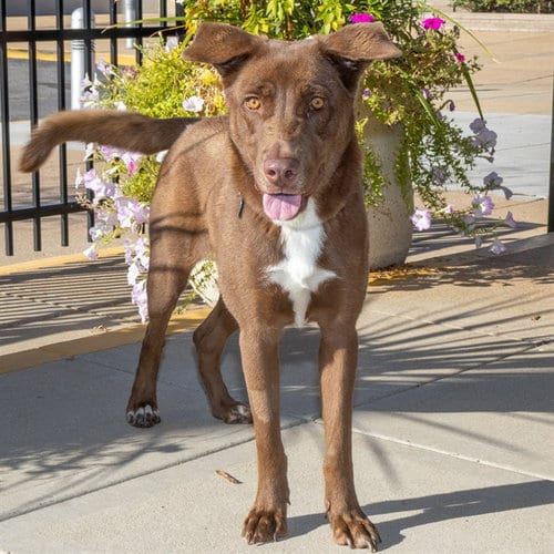 Photo of Cassiopeia, adoptable Labrador Retriever in St Louis, Missouri
