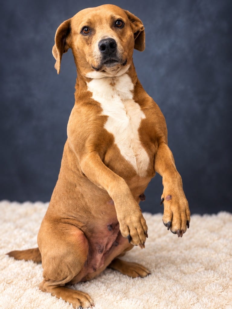 Photo of Fifi, adoptable Labrador Retriever in Wintersville, Ohio