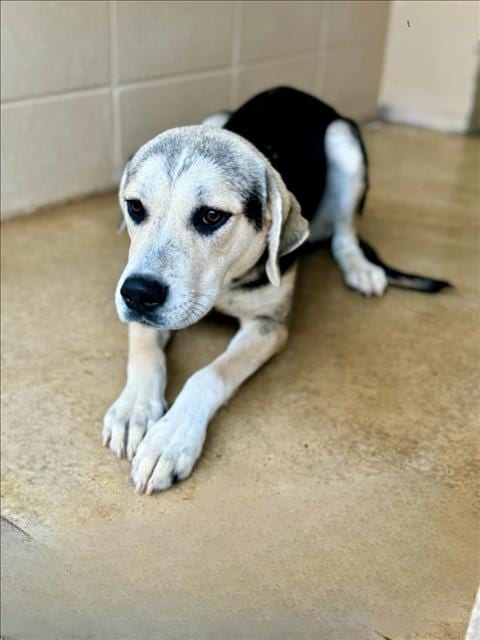 Photo of Pixie, adoptable American Foxhound in Lacombe, Louisiana