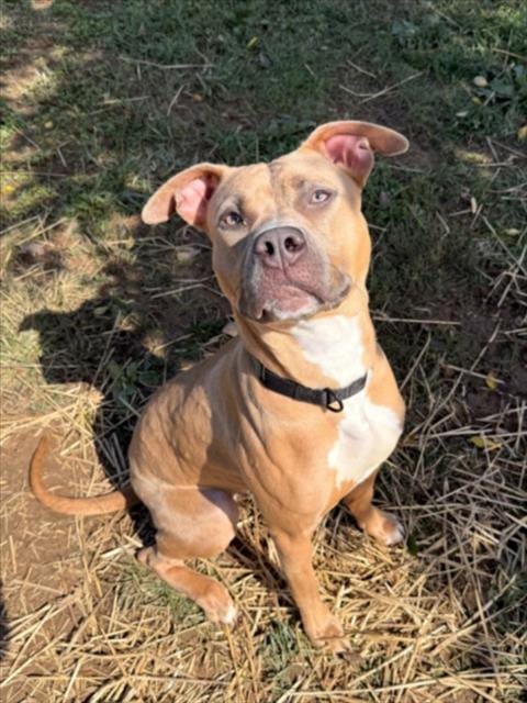 Photo of Celine, adoptable American Pit Bull Terrier in Derwood, Maryland