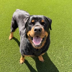Photo of Ellie 5609, adoptable Rottweiler in Loxahatchee, Florida