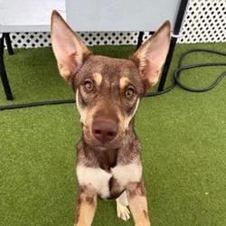 Photo of Moe Too 5395, adoptable Shepherd (Unknown Type) Mixed Breed (Medium) in Loxahatchee, Florida