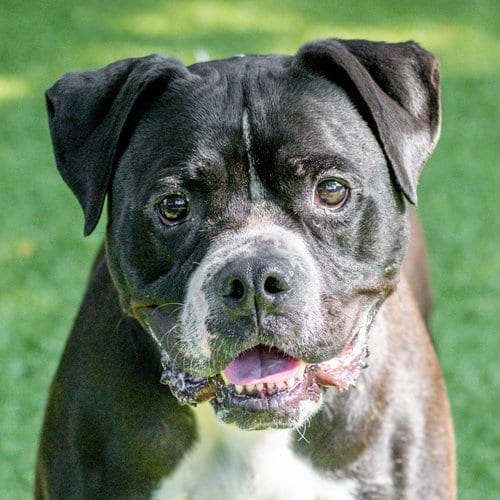 Photo of Chico, adoptable Terrier in Hilton Head, South Carolina
