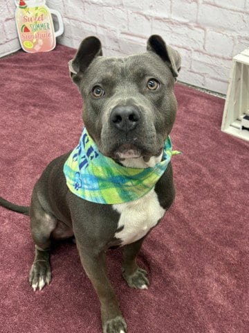 Photo of Po-Po, adoptable American Staffordshire Terrier in Detroit, Michigan