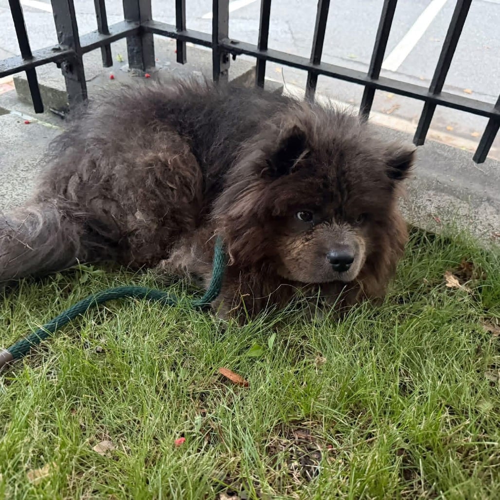 Photo of Potter, adoptable Chow Chow in West Chester, Pennsylvania