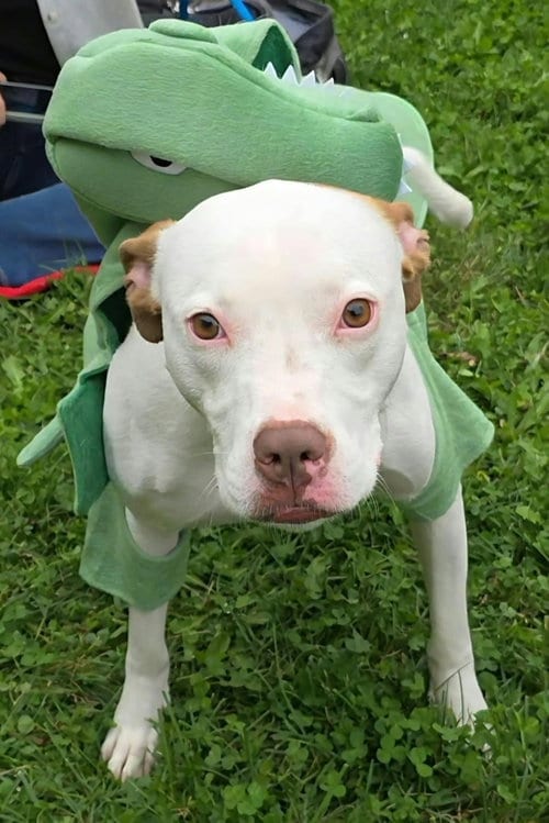 Photo of Senene, adoptable American Pit Bull Terrier in Germantown, Ohio