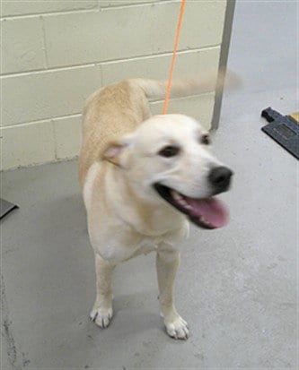 Photo of Riolu, adoptable Labrador Retriever in Sanford, Florida