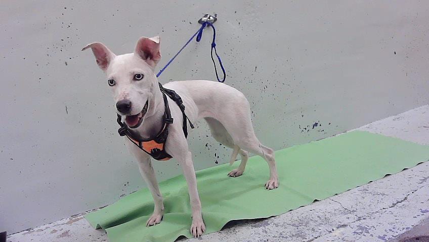 Photo of Aurora, adoptable Staffordshire Bull Terrier mix in Houston, Texas