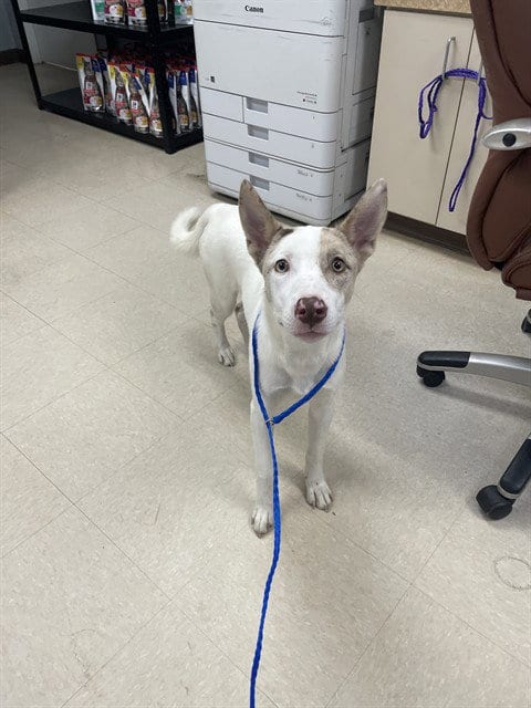 Photo of Whisp, adoptable Australian Shepherd in Killeen, Texas