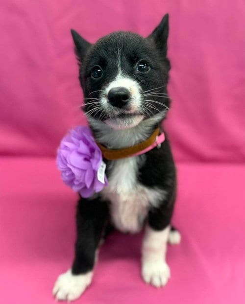 Photo of Milk, adoptable Husky in Sedalia, Colorado