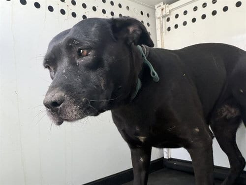 Photo of A171342, adoptable Labrador Retriever in Bakersfield, California