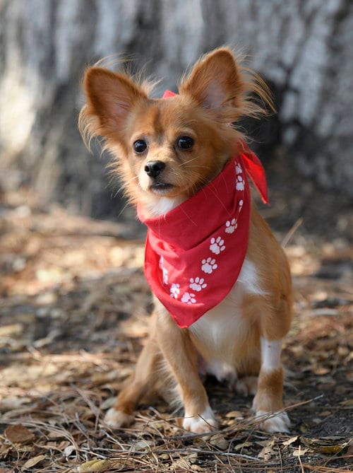 Photo of Mikey, adoptable Papillon in Dana Point, California