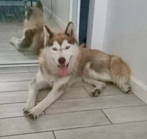 Photo of Sasha, adoptable Husky in Dana Point, California