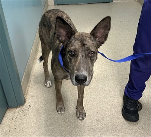 Photo of Britt, adoptable Catahoula Leopard Dog in Newton, North Carolina