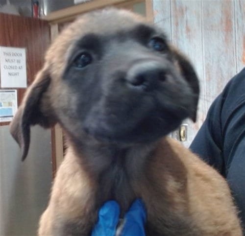 Photo of Taxi, adoptable Belgian Shepherd Malinois in San Bernardino, California