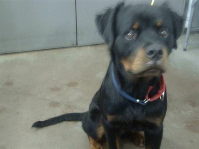Photo of Chucky, adoptable Mixed Breed