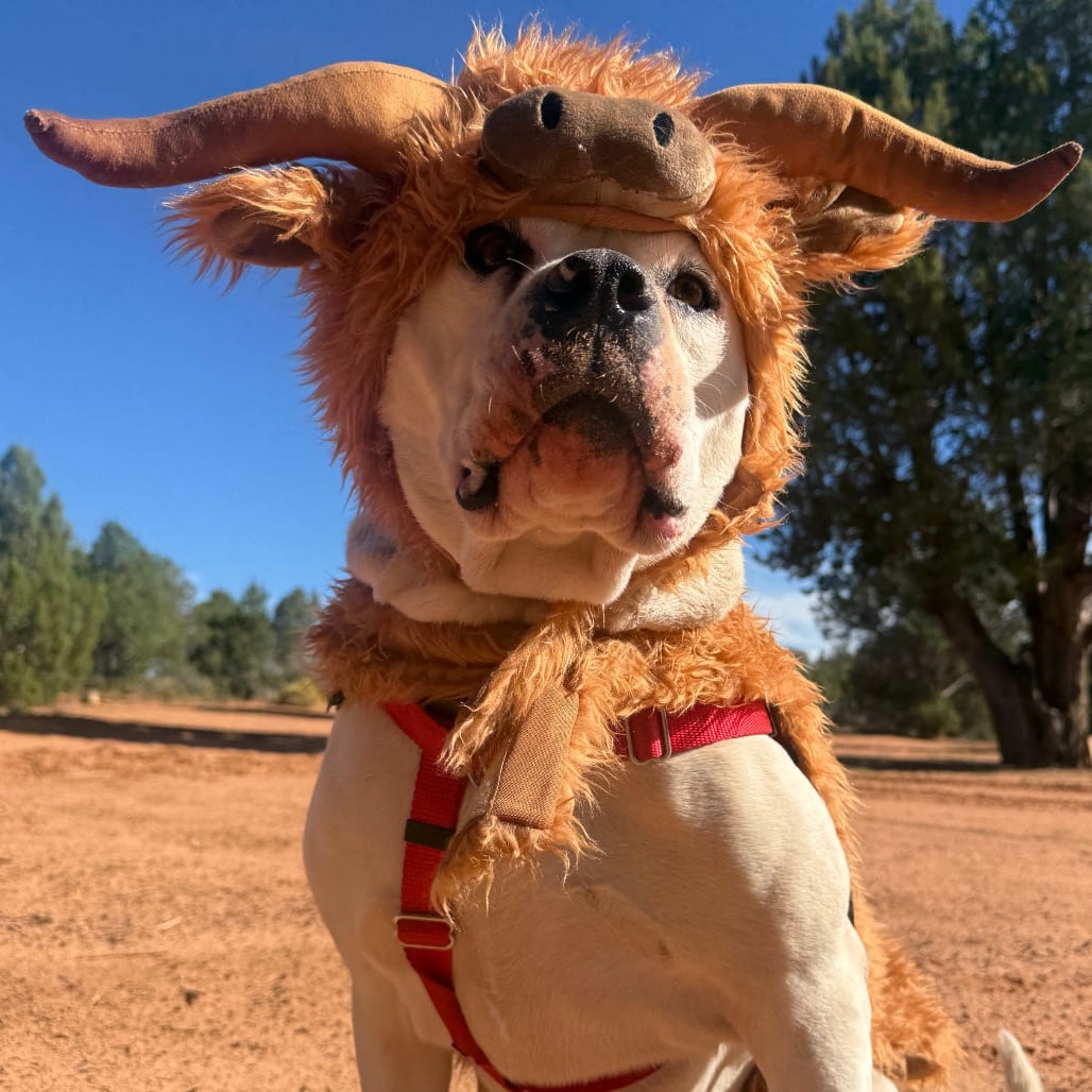 Photo of Optimus, adoptable Mixed Breed (Large) in Kanab, Utah