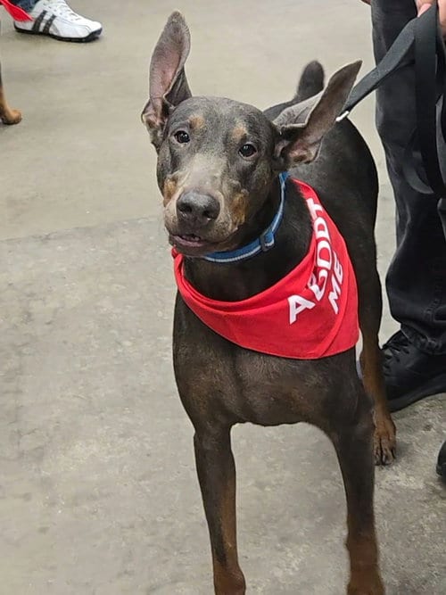 Photo of Maggie, adoptable Doberman Pinscher in Buffalo, Minnesota