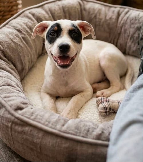 Photo of Gravy, adoptable Terrier in Seattle, Washington