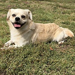 Photo of Clancy, adoptable Pekingese in Oakland, California