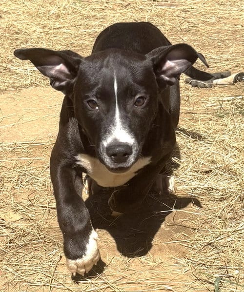 Photo of Carl Dean, adoptable Bulldog in Wetumpka, Alabama