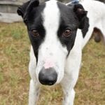 Photo of Flash, adoptable Greyhound in Grandville, Michigan