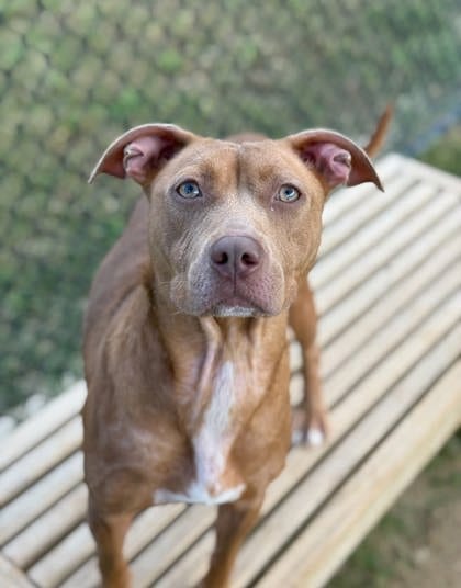 Photo of Lola Barks, adoptable dog in Atlanta, Georgia