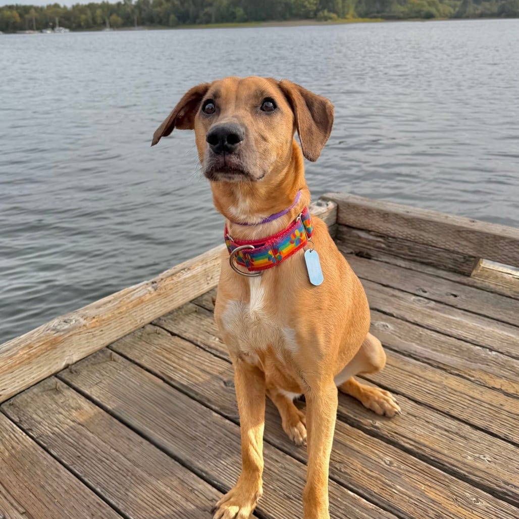 Photo of Tina, adoptable Mixed Breed (Medium) in Portland, Oregon