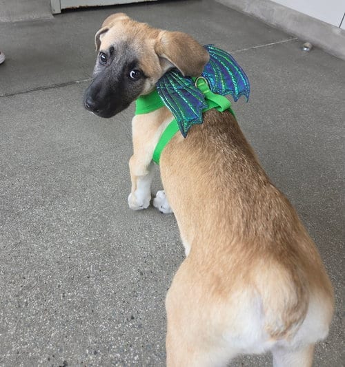 Photo of Heidi, adoptable Unknown breed in Rancho Santa Fe, California
