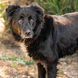 Photo of Cleopatra, adoptable Chow Chow in Ventura, California