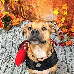 Photo of Betty, adoptable Boxer in Bryant, Arkansas