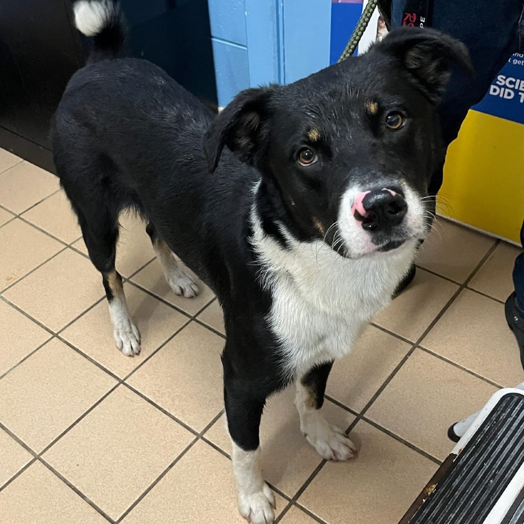 Photo of Leroy, adoptable Collie, Border / Mix in Fort Pierce, Florida