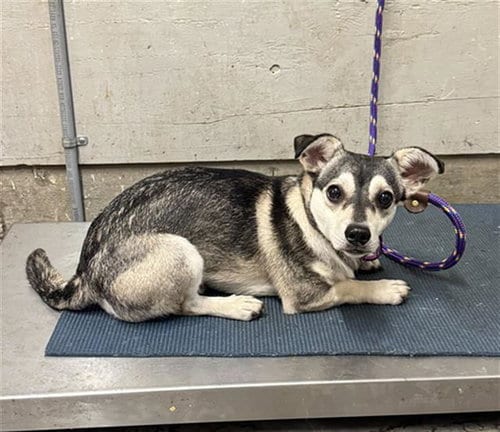 Photo of Frito, adoptable Chihuahua in Camarillo, California